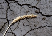 Уроки засухи